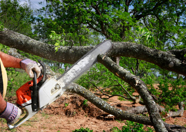 Best Lawn Mowing  in Gholson, TX